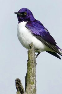 Превью обои аметистовый скворец, скворец, птица, фиолетовый, дикая природа