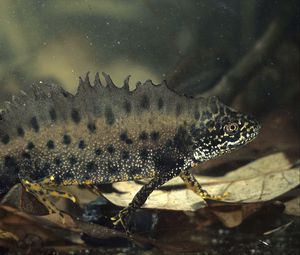 Превью обои амфибия, вода, необычное