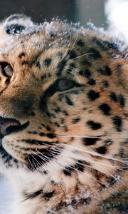 Превью обои амурский леопард, дикая кошка, леопард, морда, снег