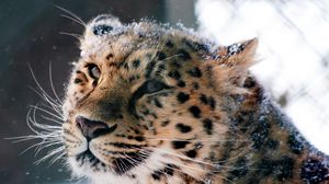 Превью обои амурский леопард, дикая кошка, леопард, морда, снег