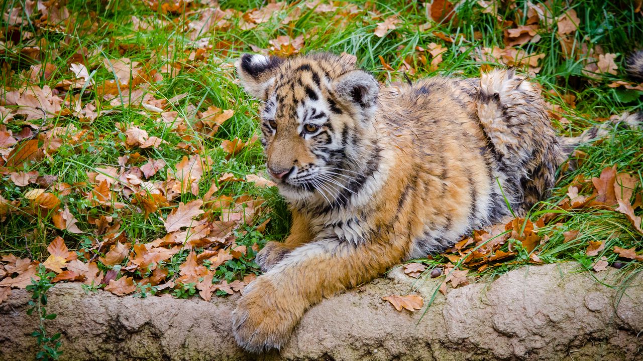 Обои амурский тигр, детеныш, хищник, осень, листва