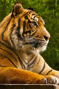Превью обои амурский тигр, лежать, полосатый, большая кошка
