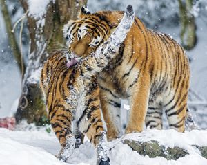 Превью обои амурский тигр, снег, детеныш, большая кошка, хищники