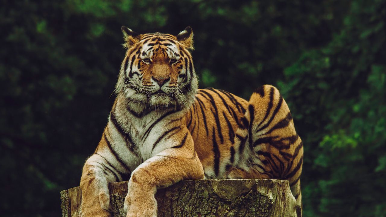 Обои амурский тигр, тигр, хищник, большая кошка
