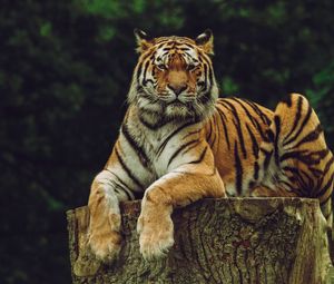 Превью обои амурский тигр, тигр, хищник, большая кошка