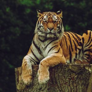 Превью обои амурский тигр, тигр, хищник, большая кошка