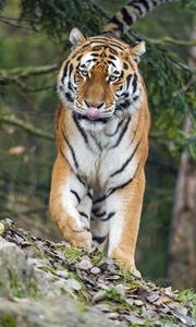 Превью обои амурский тигр, тигр, хищник, большая кошка, высунутый язык