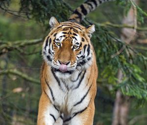 Превью обои амурский тигр, тигр, хищник, большая кошка, высунутый язык