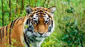 Превью обои амурский тигр, тигр, хищник, животное, дикая природа