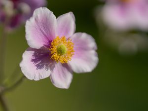 Превью обои анемона, лепестки, цветок, макро, весна, пыльца