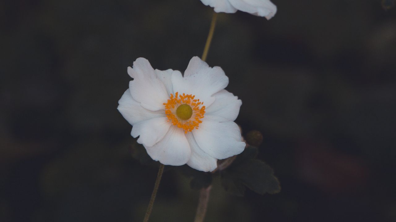 Обои анемона, цветок, белый, макро, растение