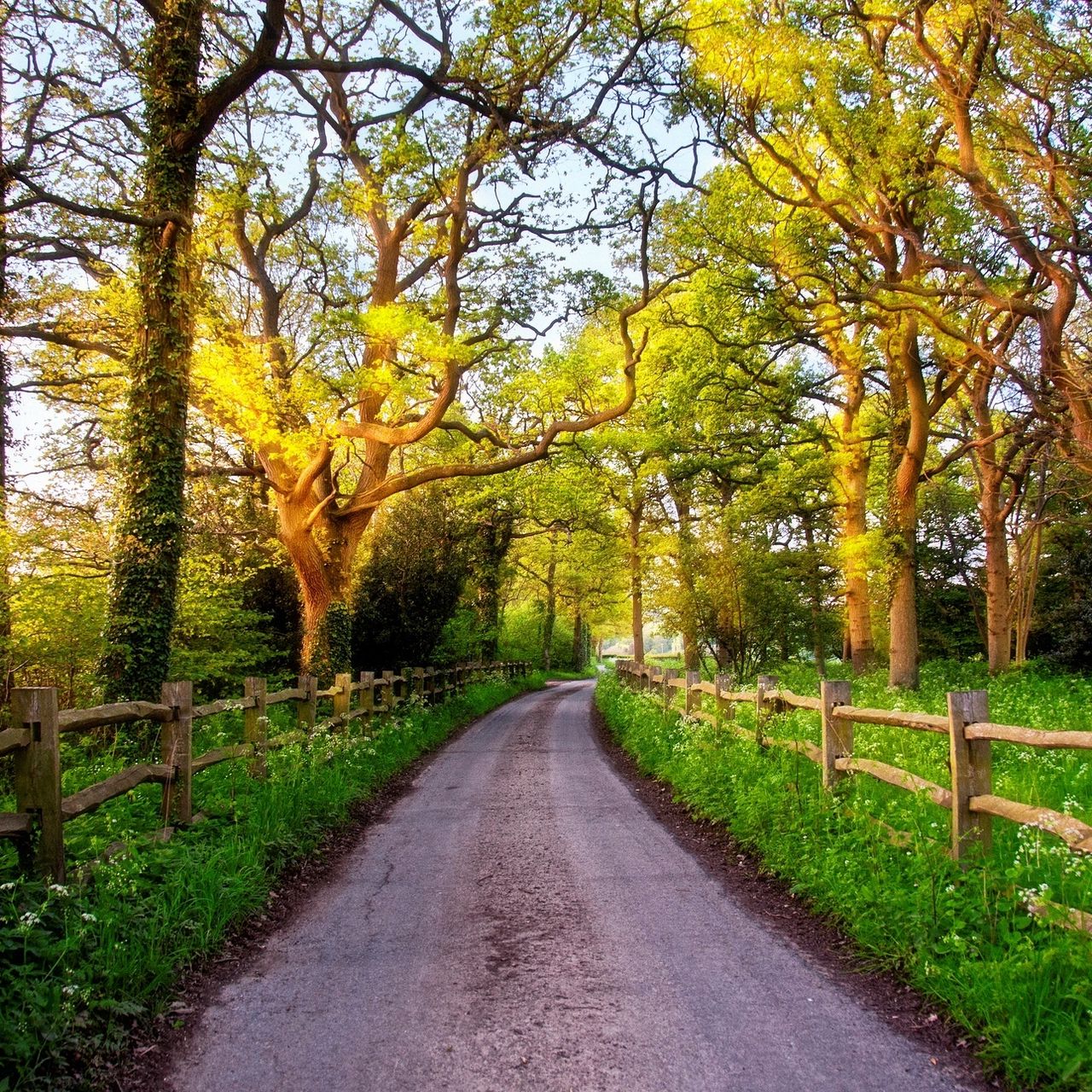 Wonderful country. Природа Англии. Поляна с забором и деревьями. Летняя дорога стиль. Фон природы с деревьями и забором.