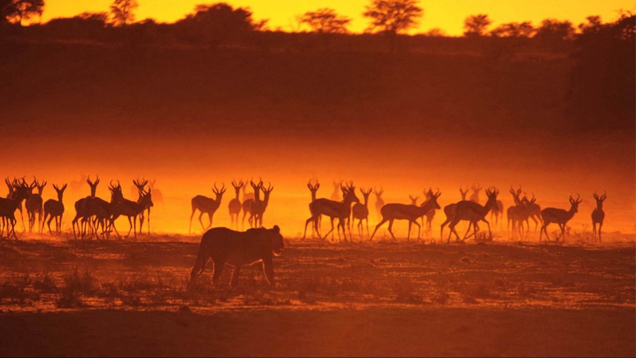 Обои антилопы, львица, охота, животные, прогулка, закат, силуэты