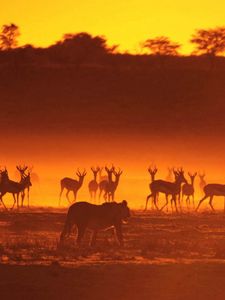 Превью обои антилопы, львица, охота, животные, прогулка, закат, силуэты