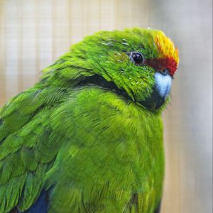 Превью обои антиподов какарики, попугай, птица, зеленый