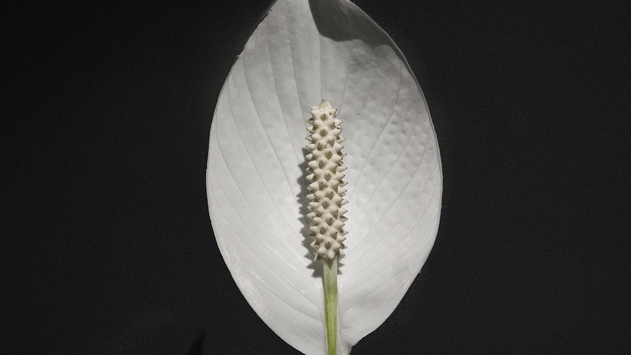 Обои антуриум, цветок, белый, растение