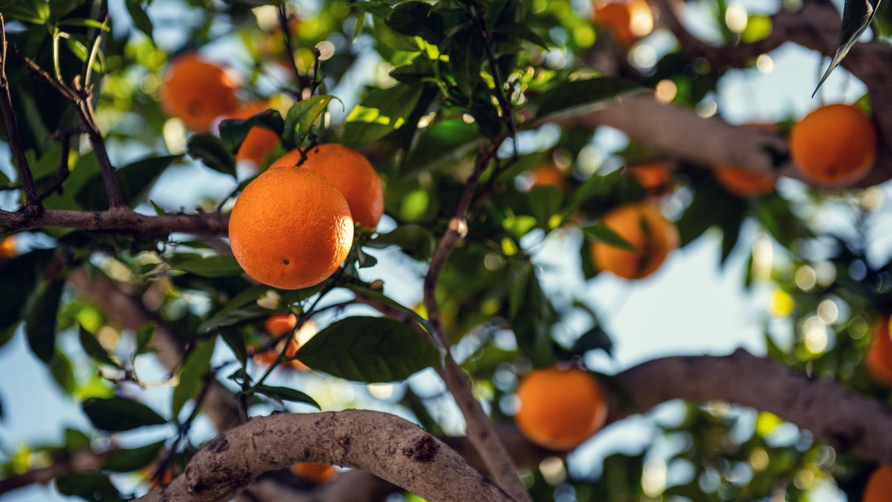 Обои апельсин, фрукт, дерево, ветка