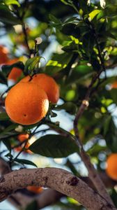 Превью обои апельсин, фрукт, дерево, ветка