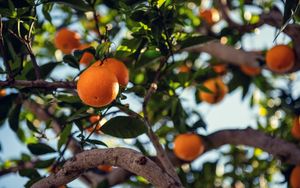 Превью обои апельсин, фрукт, дерево, ветка