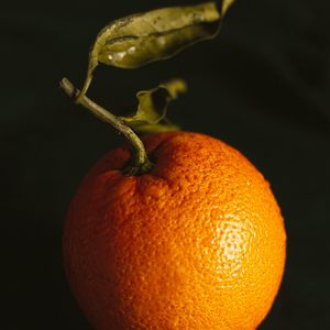 Превью обои апельсин, фрукт, цитрус, оранжевый, мокрый