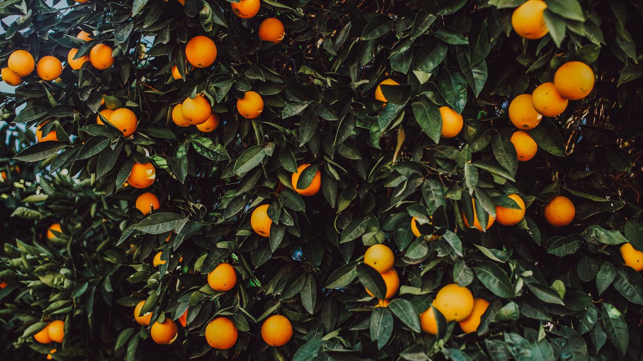 Обои апельсин, куст, плоды, растение