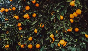 Превью обои апельсин, куст, плоды, растение