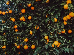 Превью обои апельсин, куст, плоды, растение