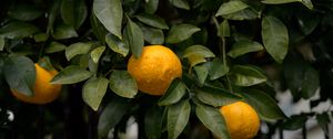 Превью обои апельсин, листья, капли, цитрус