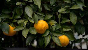 Превью обои апельсин, листья, капли, цитрус
