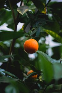 Превью обои апельсин, цитрус, фрукт, дерево, листья