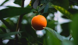 Превью обои апельсин, цитрус, фрукт, дерево, листья