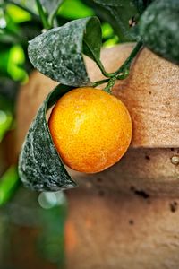 Превью обои апельсин, цитрус, листья, желтый