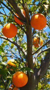Превью обои апельсины, фрукты, апельсиновое дерево, цитрусы