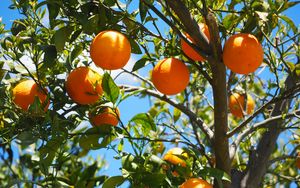 Превью обои апельсины, фрукты, апельсиновое дерево, цитрусы