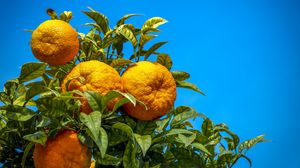 Превью обои апельсины, фрукты, цитрус, ветка, листья