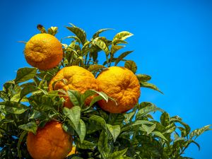 Превью обои апельсины, фрукты, цитрус, ветка, листья