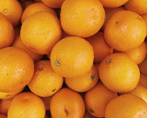 Превью обои апельсины, фрукты, цитрус, оранжевый, мокрый