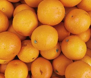 Превью обои апельсины, фрукты, цитрус, оранжевый, мокрый