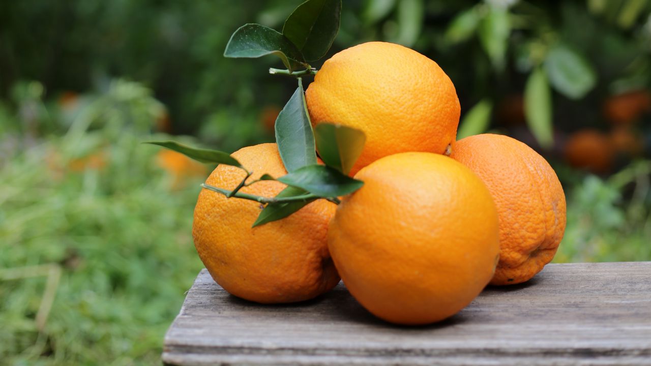 Обои апельсины, фрукты, цитрус, урожай