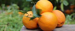 Превью обои апельсины, фрукты, цитрус, урожай