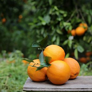 Превью обои апельсины, фрукты, цитрус, урожай