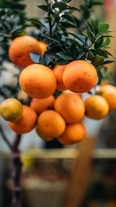 Превью обои апельсины, фрукты, ветка, растение, цитрус
