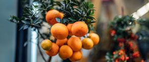 Превью обои апельсины, фрукты, ветка, растение, цитрус