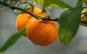 Превью обои апельсины, плоды, ветки, растение, мокрый, оранжевый