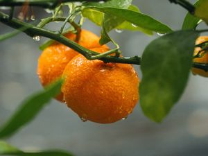 Превью обои апельсины, плоды, ветки, растение, мокрый, оранжевый