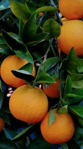 Превью обои апельсины, цитрусы, листья, ветка, макро