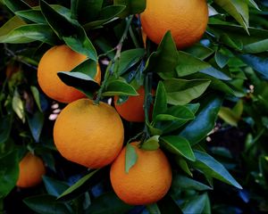 Превью обои апельсины, цитрусы, листья, ветка, макро
