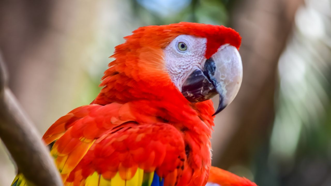Обои ара, попугаи, птицы, разноцветный, дикая природа