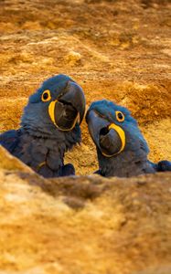 Превью обои ара, попугаи, птицы