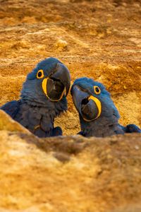 Превью обои ара, попугаи, птицы